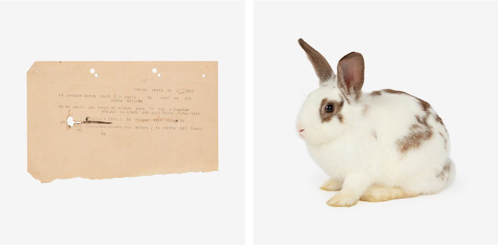 Porque el Conejo me Araño : Cartas e Iconos