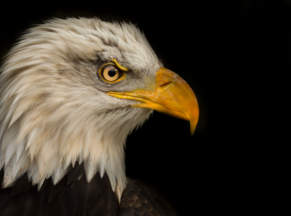 Eagles and Owls