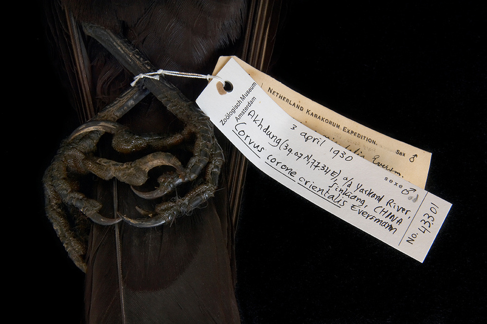 The museum of Zoology in Amsterdam