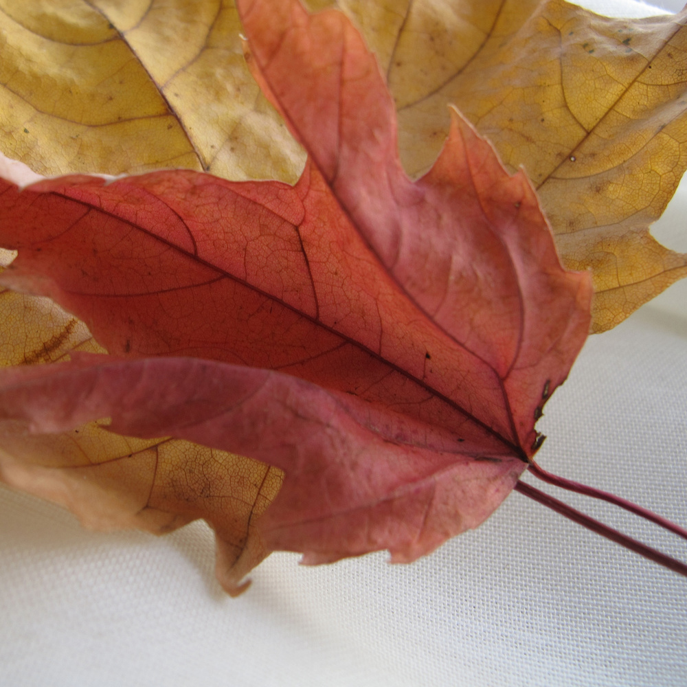  Autumn Leaves