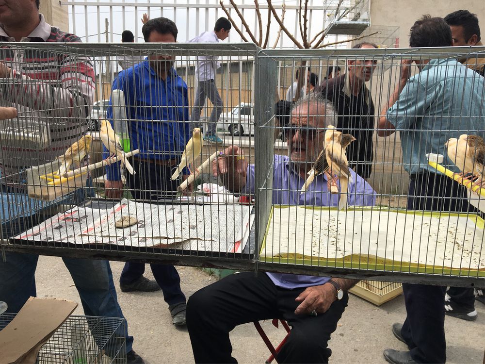 birdman