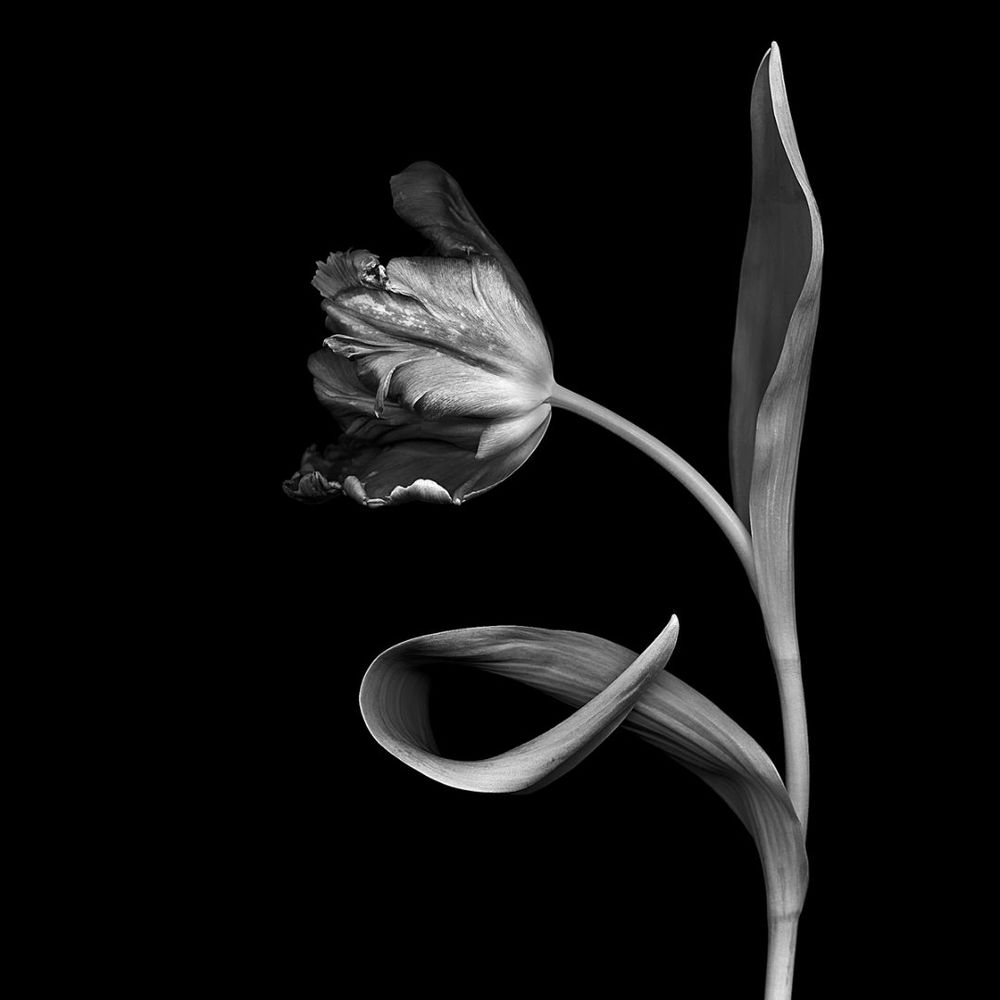 Rite of Spring