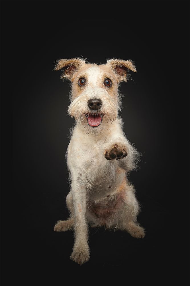 Dog Moments