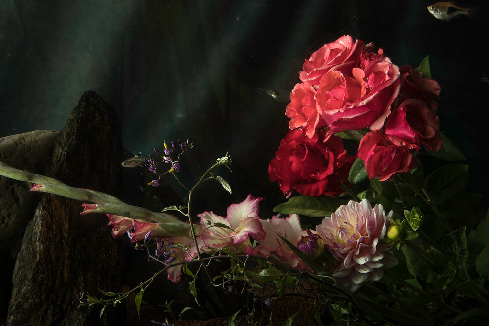 Still Life