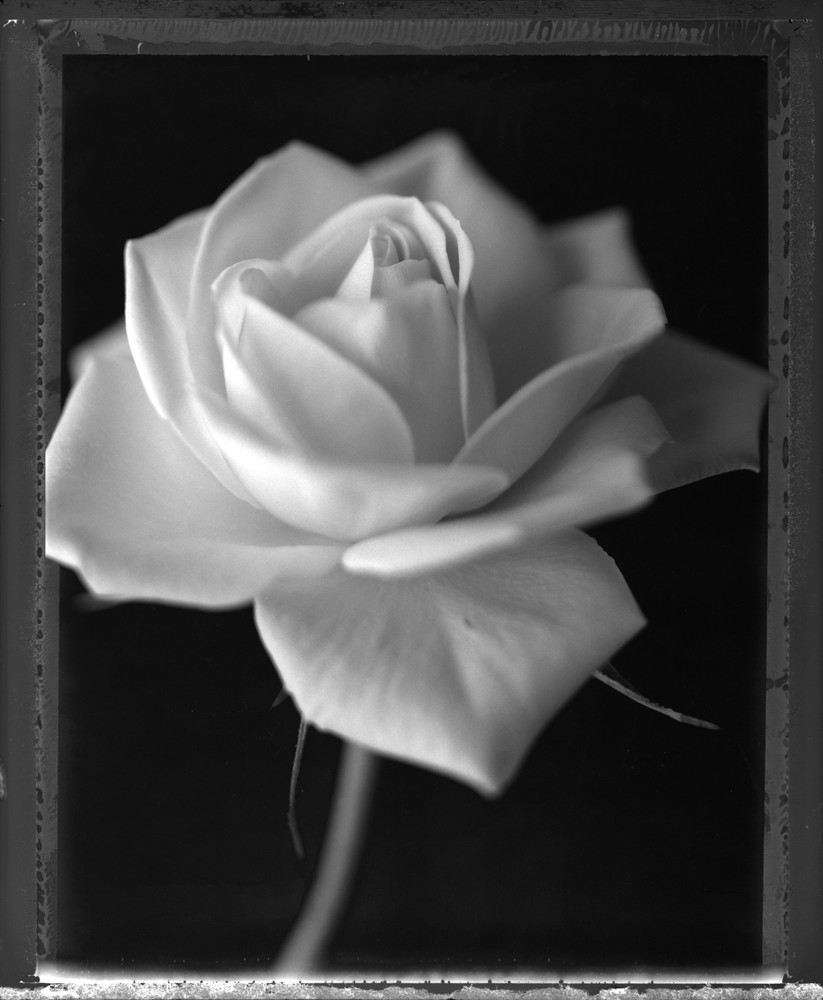Flower portrait