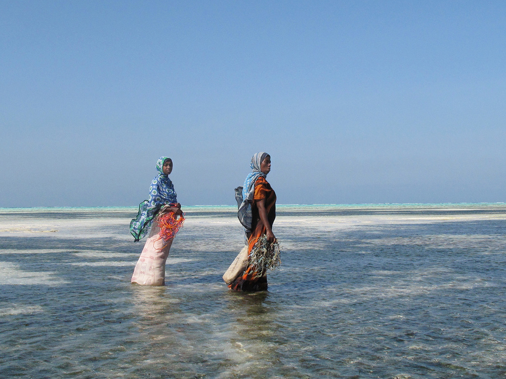 Seaweed Farmers in Zanzibar