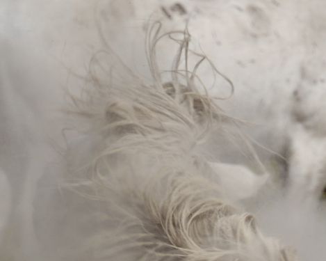 chevaux sauvages 43º22'33"N 4º48'37"E (2017)