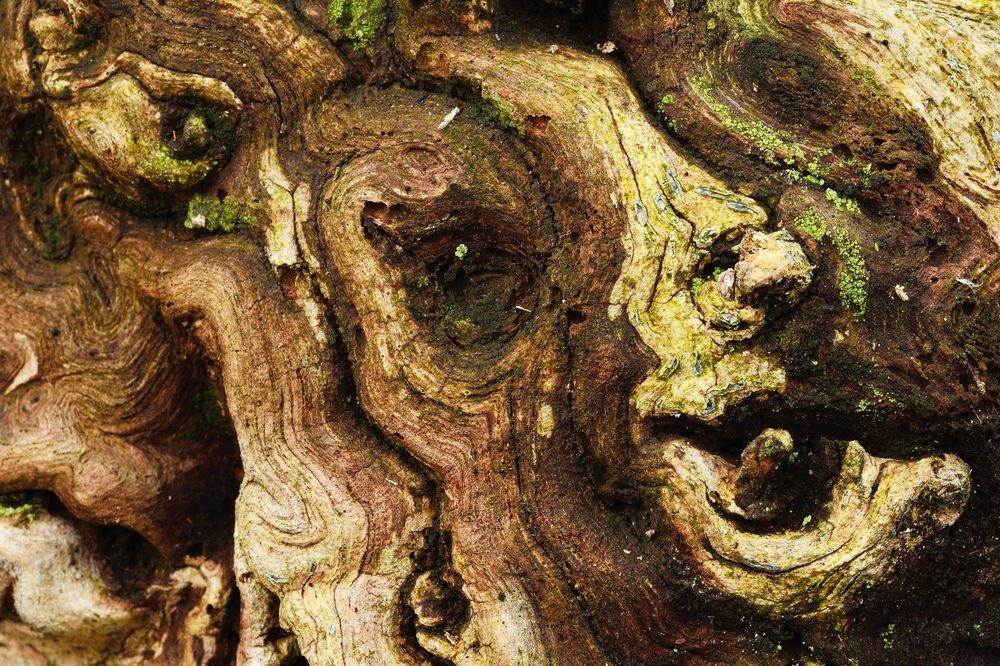 Chimeras