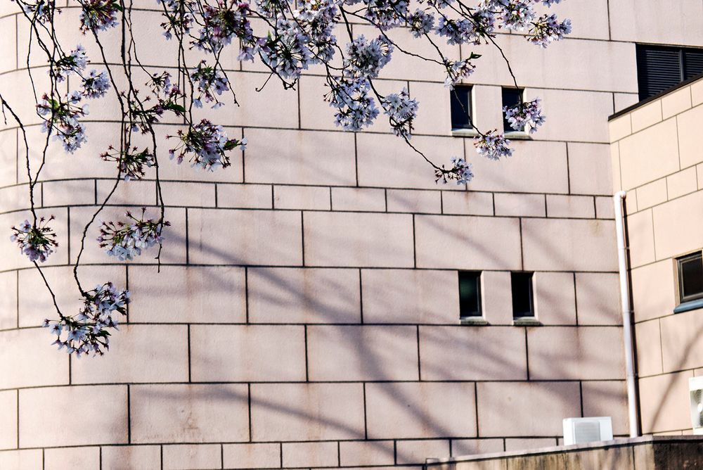 Sakura/さくら (Cherry Blossoms)