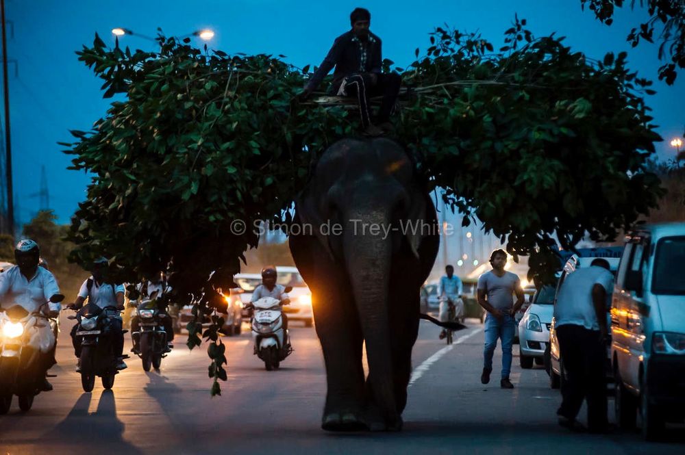 Delhi's Last Working Elephants