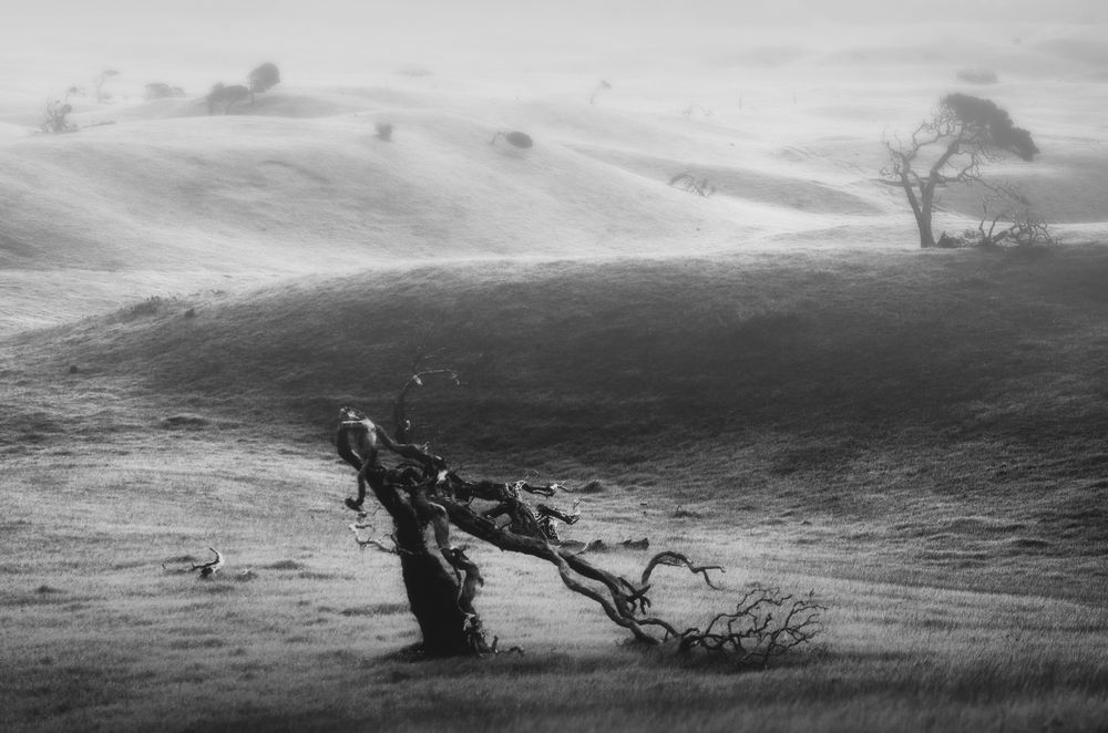 My trees
