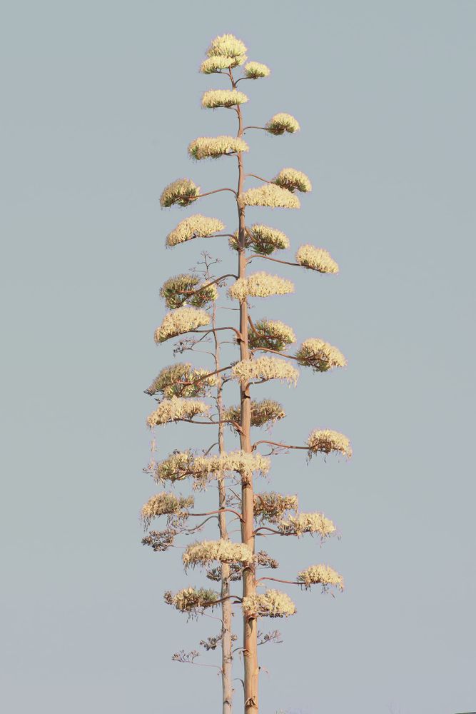 Building Nature