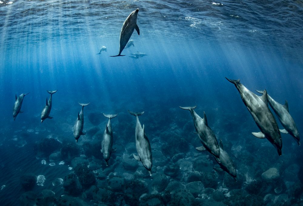 Dolphin of Mikurajima
