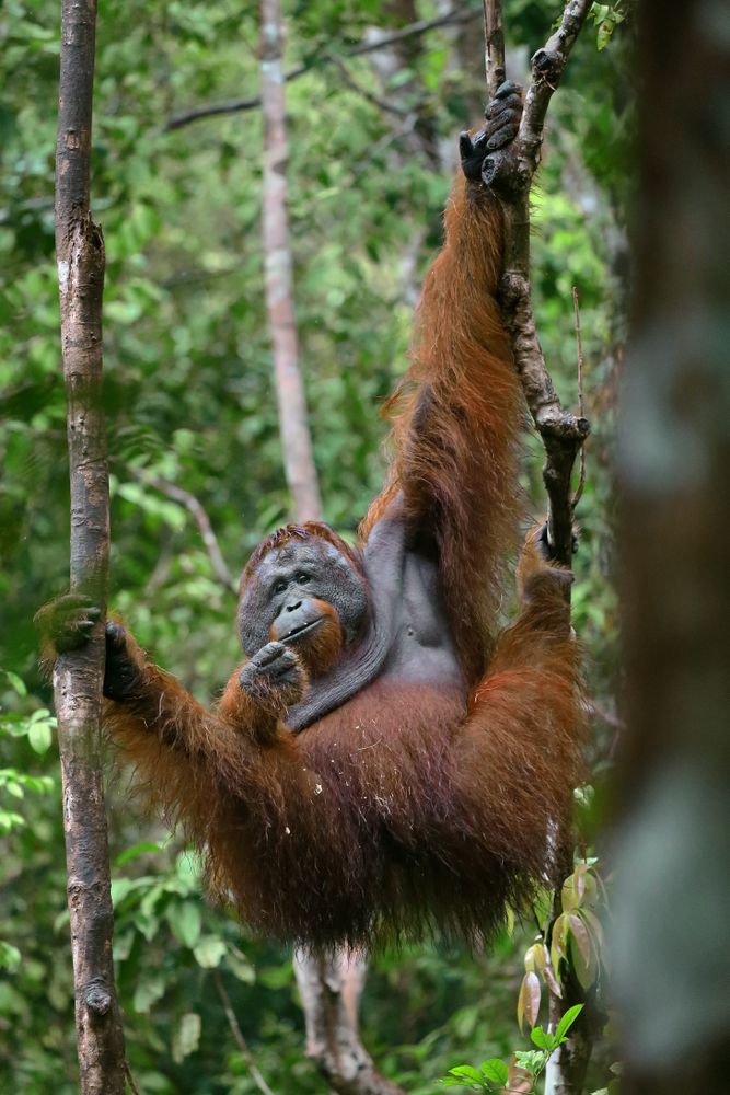 Il santuario degli orangutan