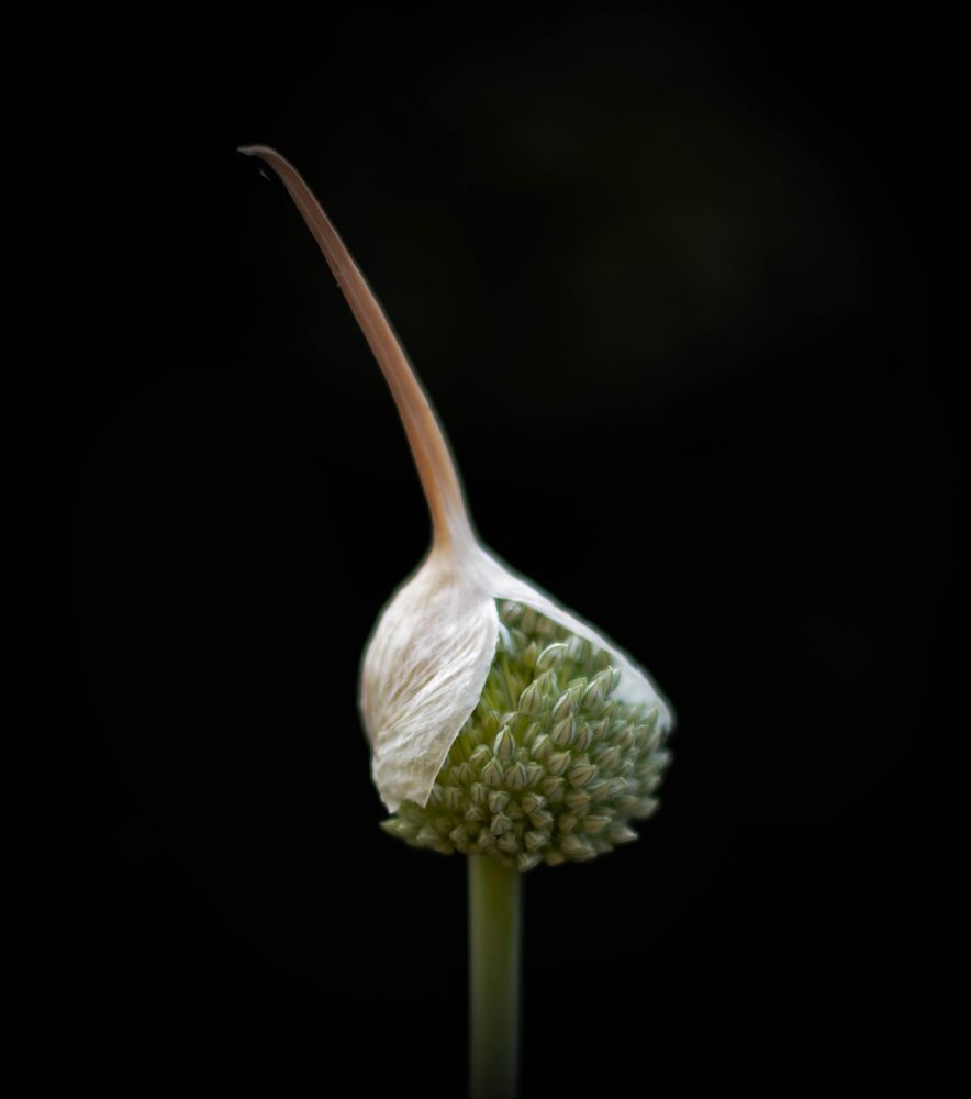 Submission of three series of flowers and their cycle of life