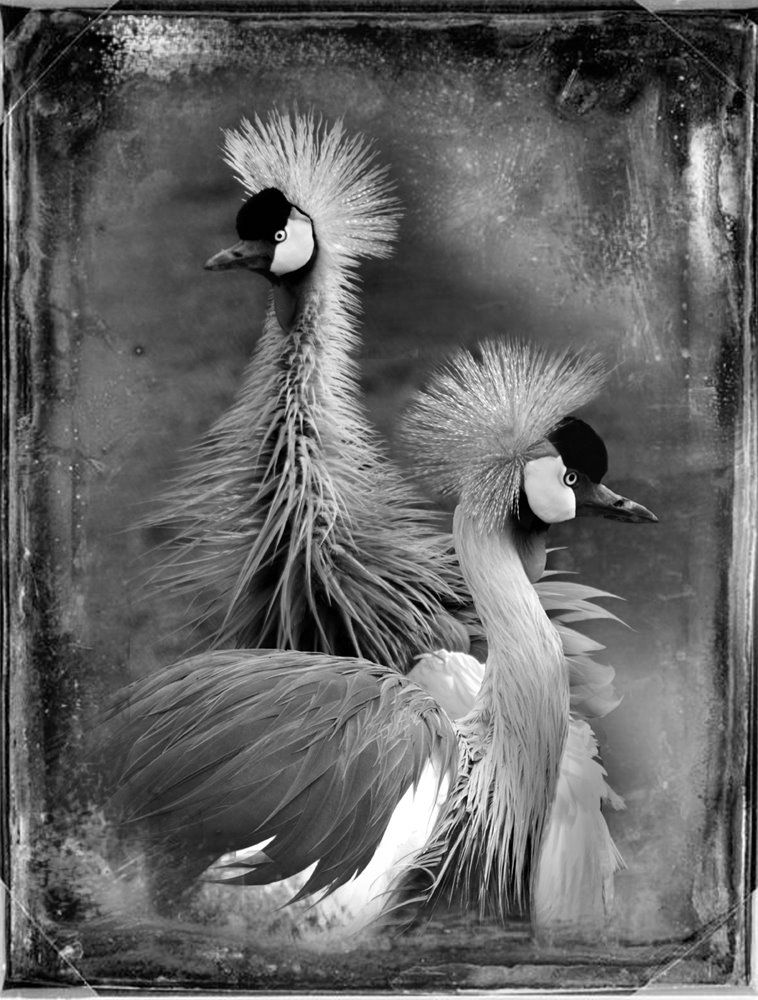 Antique Aviary