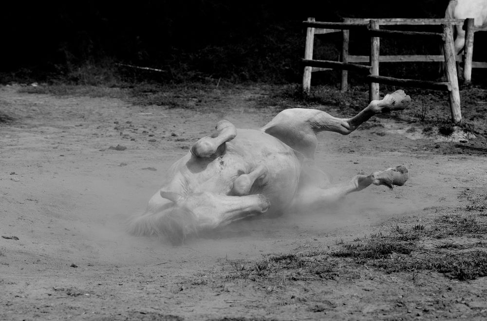 crin blanc