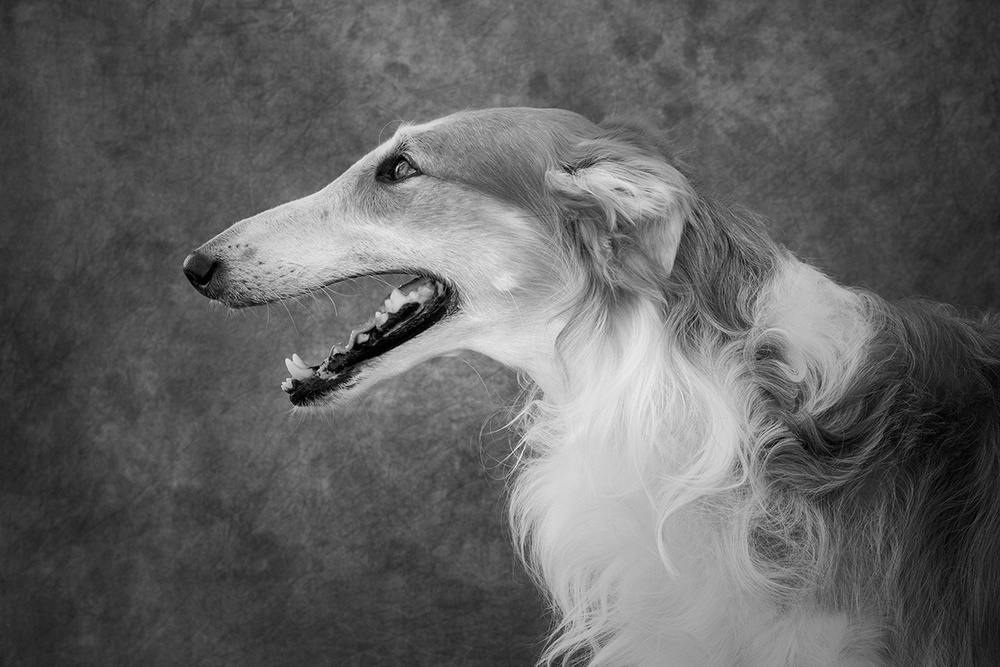 Borzoi