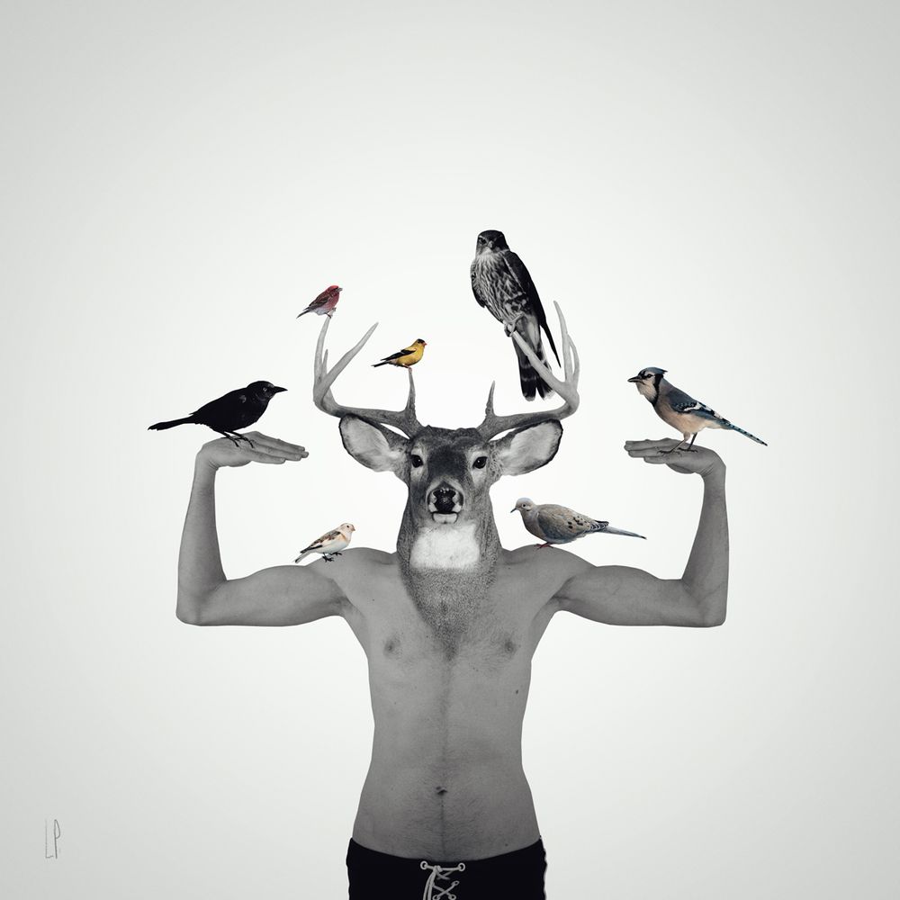 Le cerf ectomorphe - The queer deer