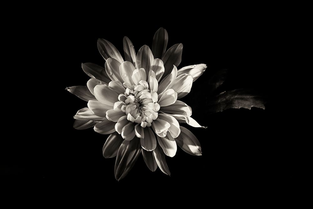 Still Life(s)