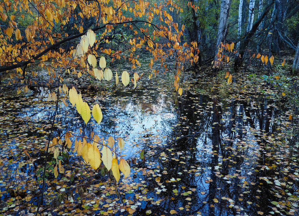 Fall Leaves: Creamer's Field Migratory Waterfowl Refuge 