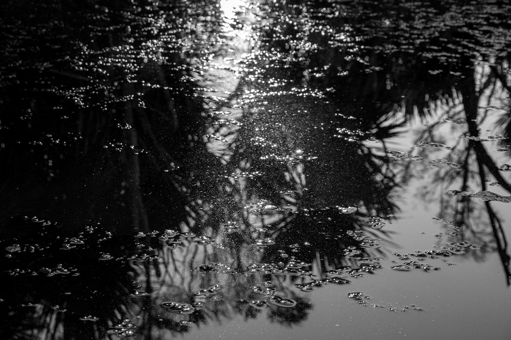 Waiatarua Wairepo (2) - (Waiatarua Wetlands)