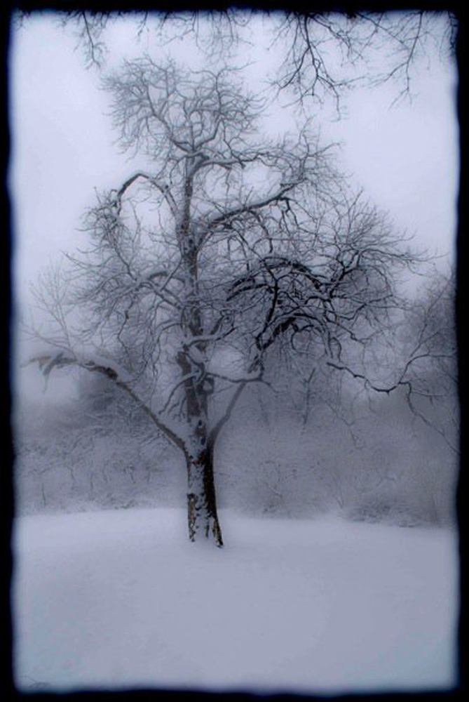Imaginary worlds in trees and landscapes