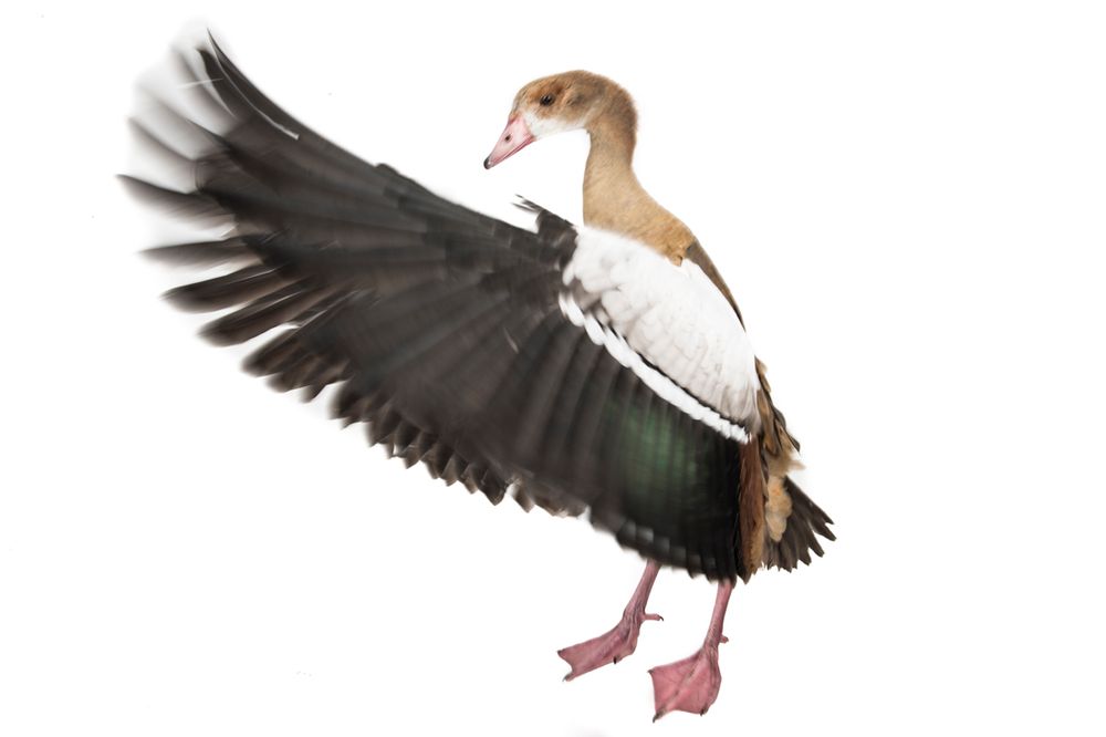 EGYPTIAN GOOSE (ALOPOCHEN AEGYPTIACA)