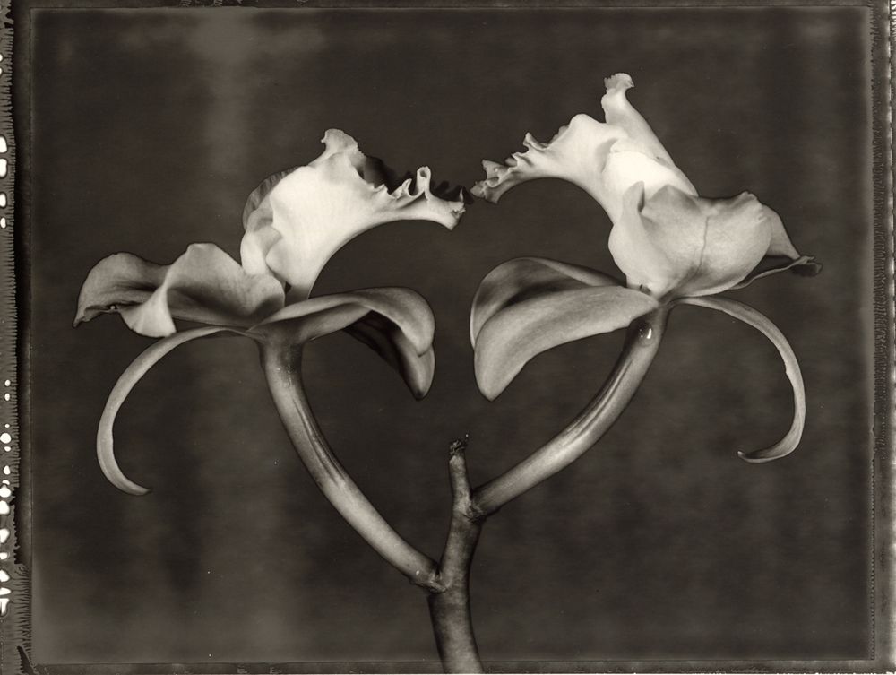 Orchidaceae