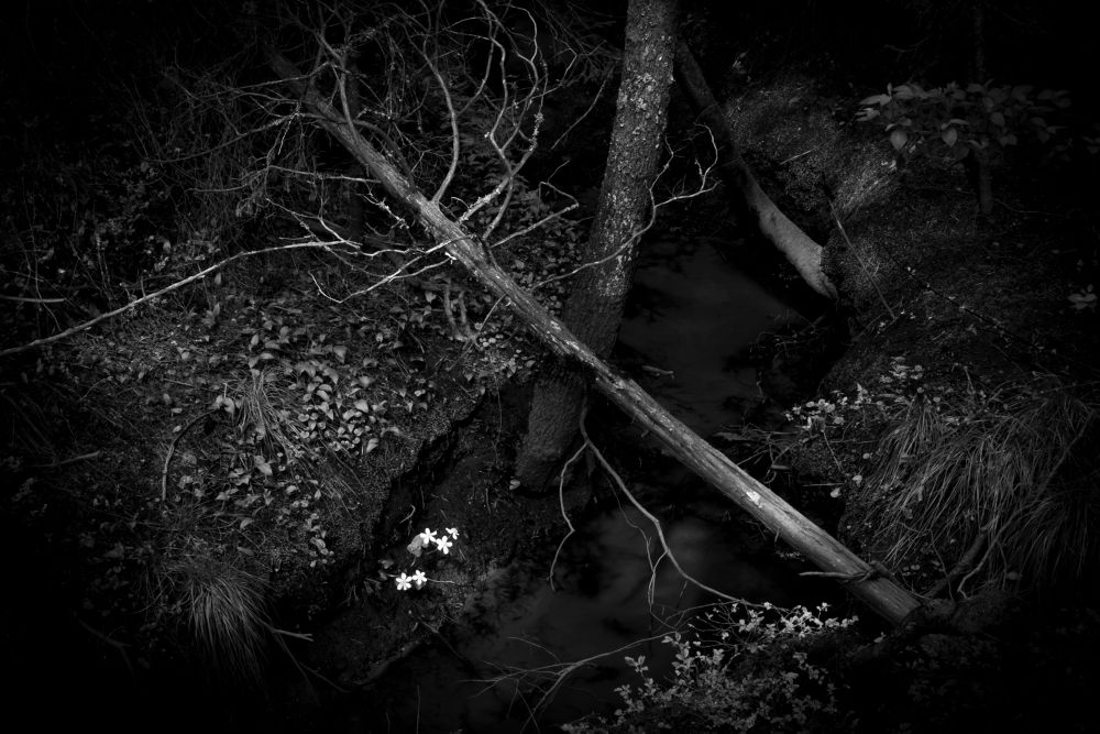 Mattias Bokinge - Deep dark forest | LensCulture