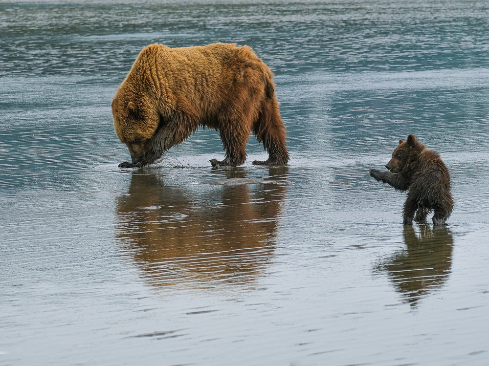 Brown Bears in Alaska