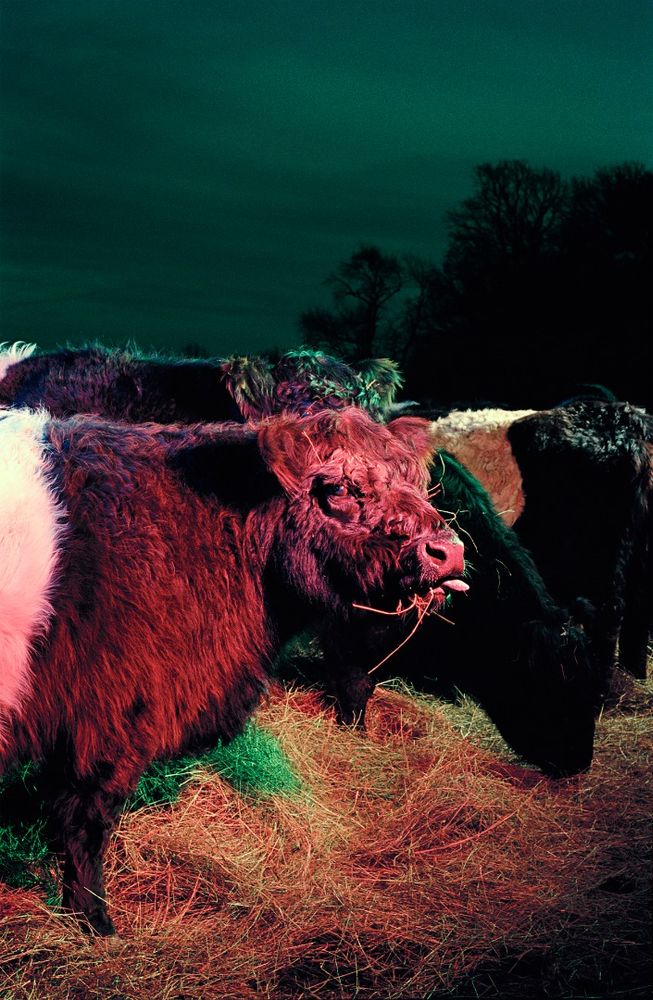 Cattleize