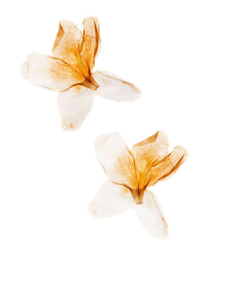 Anging Beautifully  - Flowers on my way