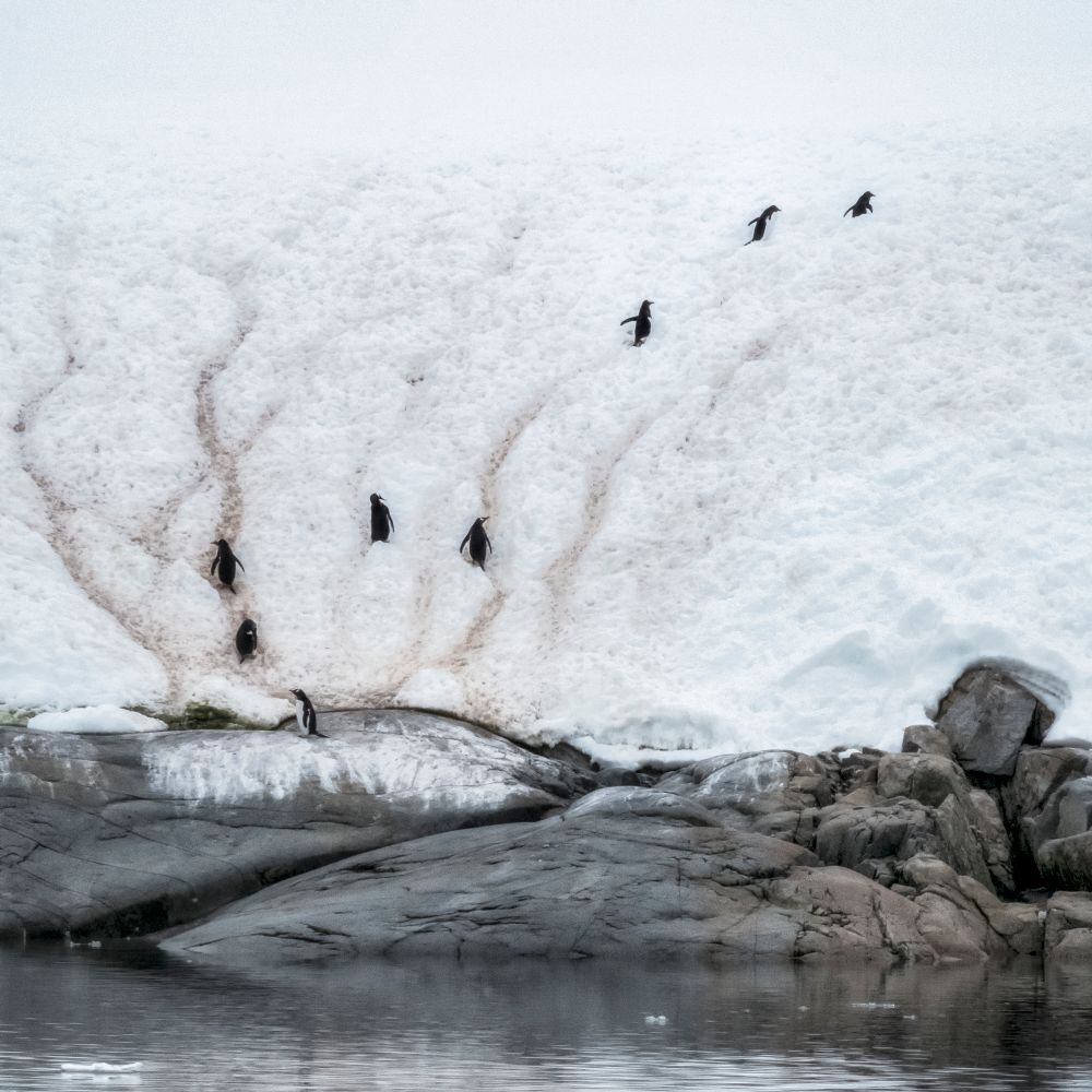 Questing Penguins