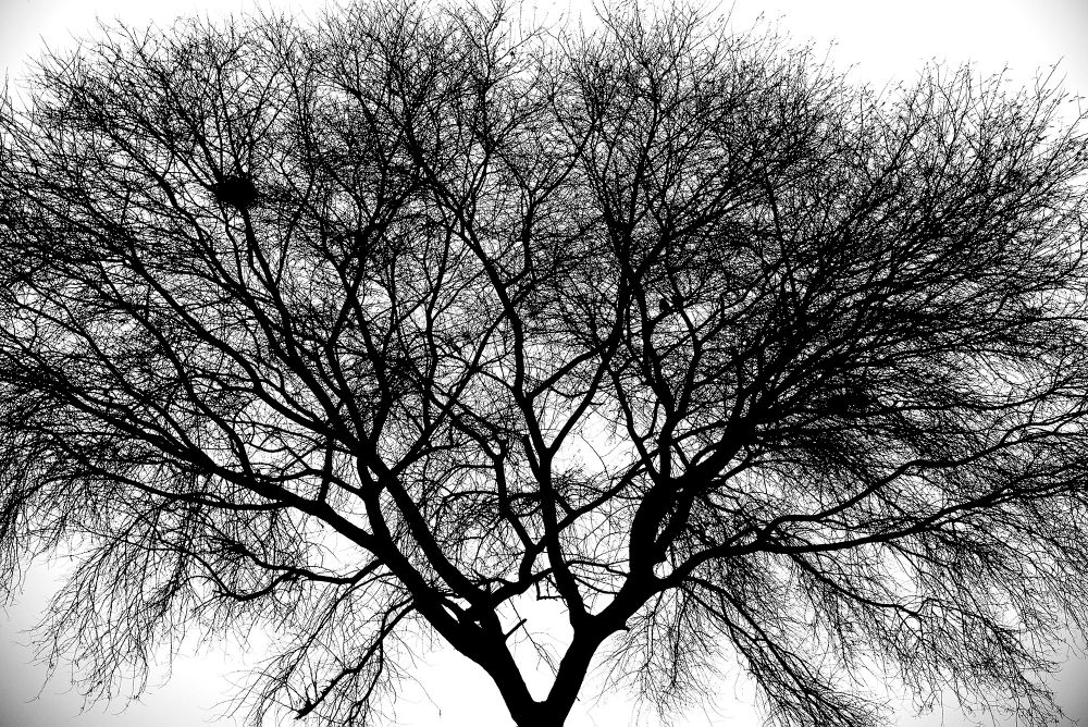 Trees: Various Forms in Nature
