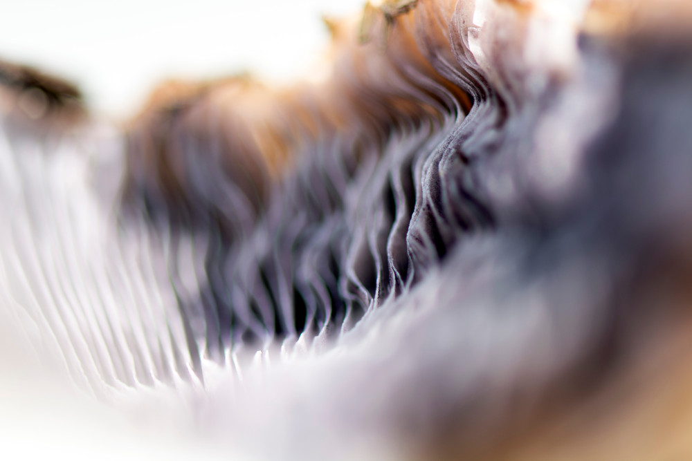 Mushrooms