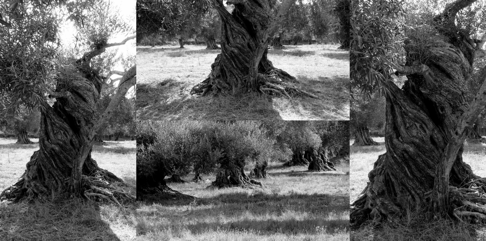 Olive trees.