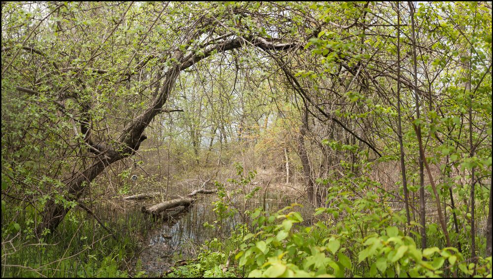 Gardens in the wild (working titile)