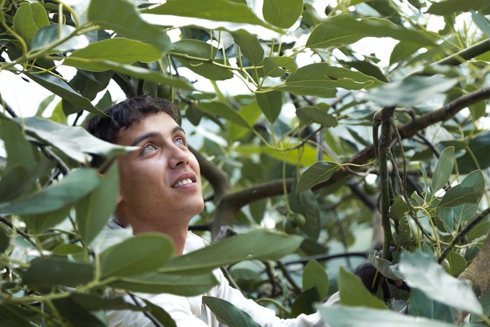 Avocado pickers