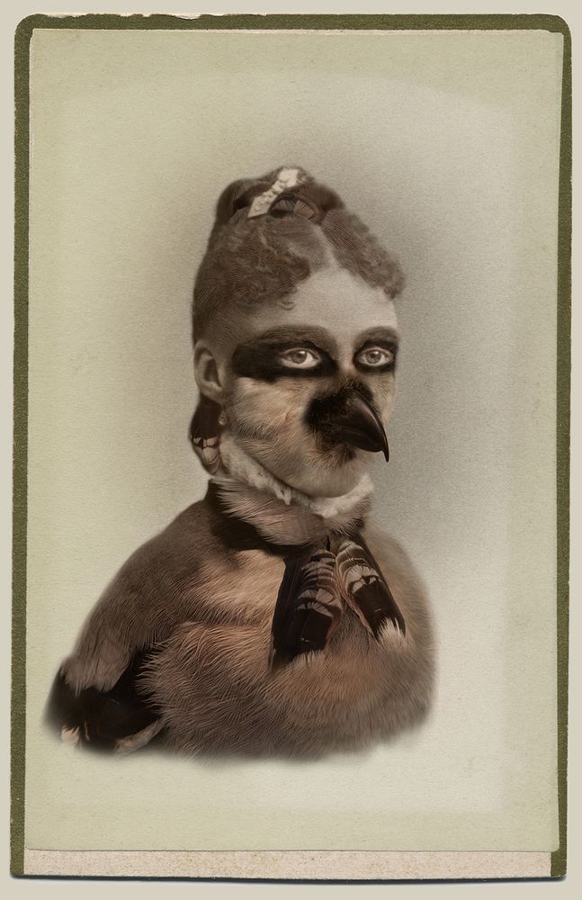 Aviary