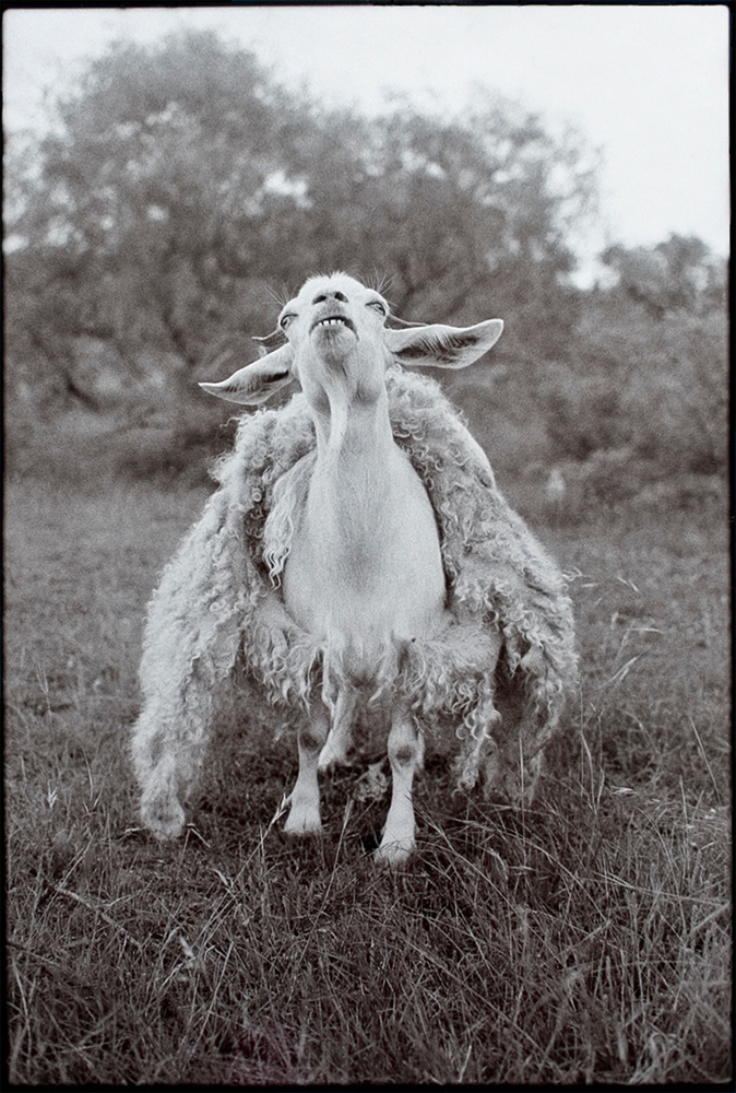 LamWood Ranch