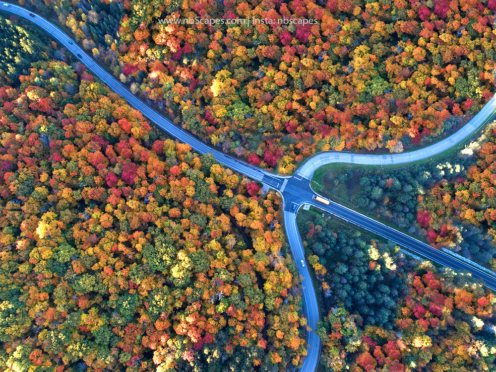 Bird's View