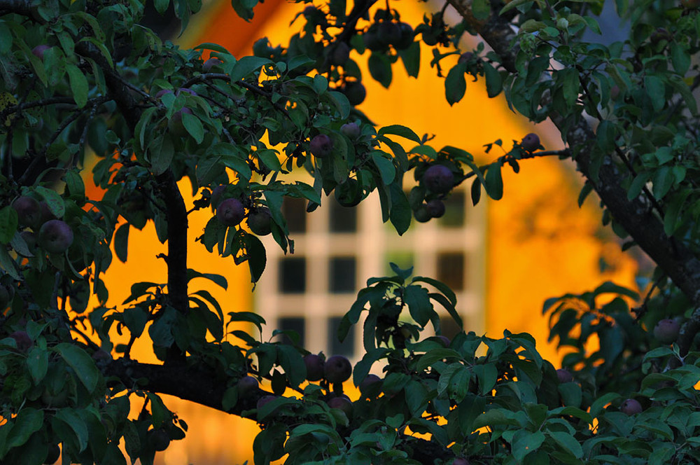 Dacha