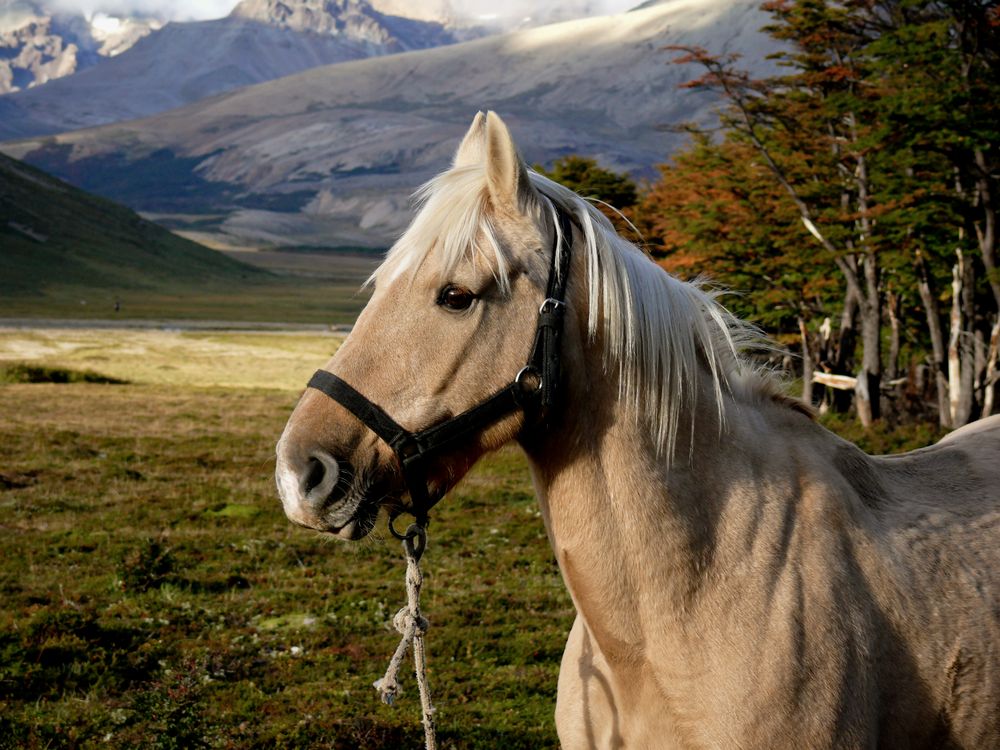 Estancia Menelik
