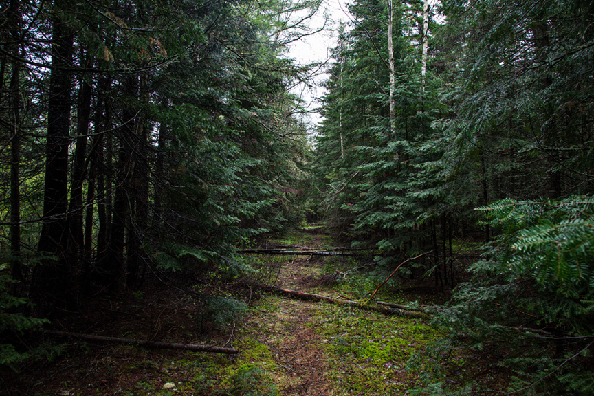 Canbra Hodsdon Northern Customs LensCulture