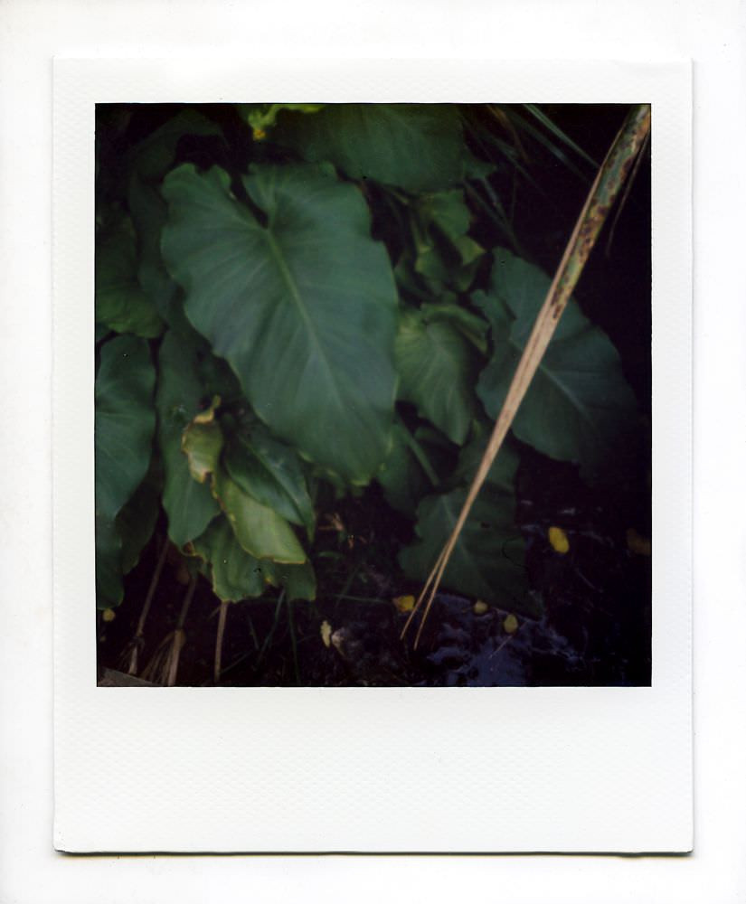 Shadow - (Tāmaki River)
