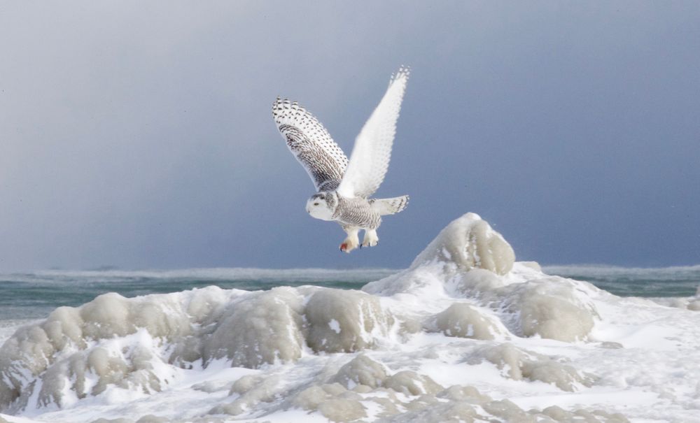 Arctic Visitor on the Great Lakes