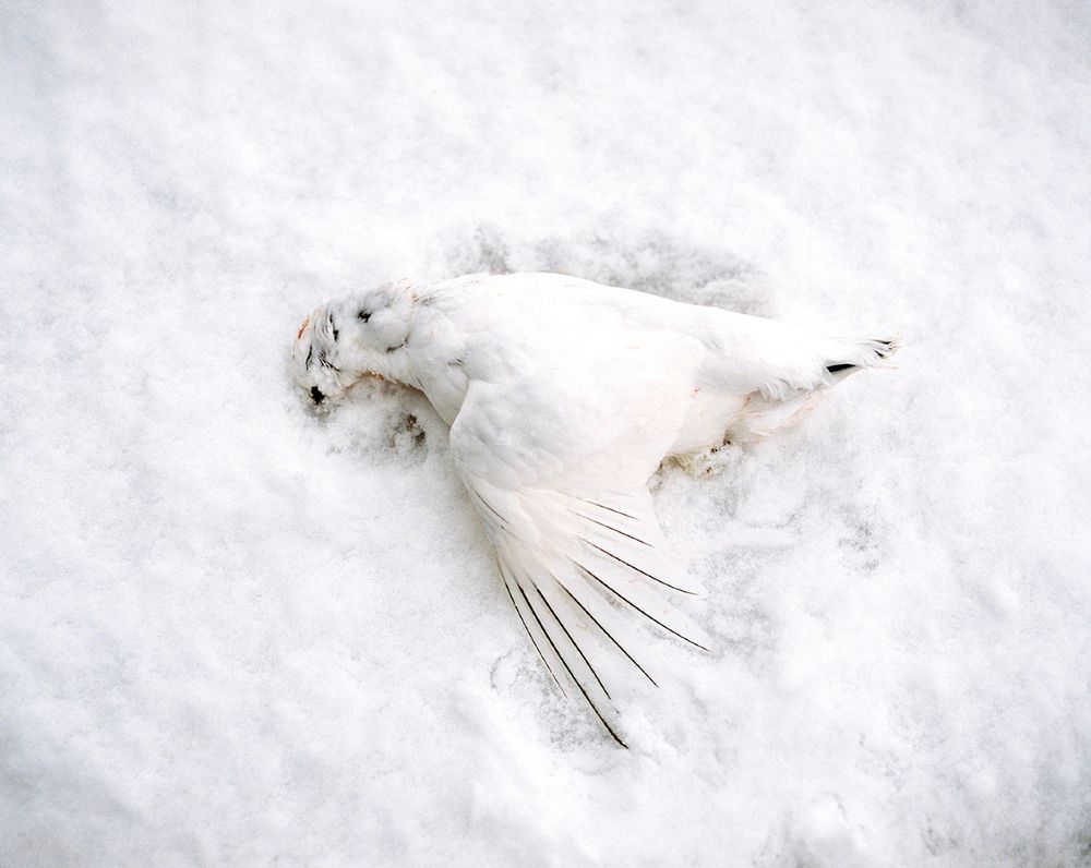 Lady Winter