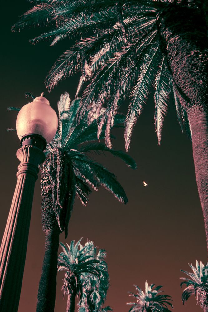 Santa Monica Palmistry