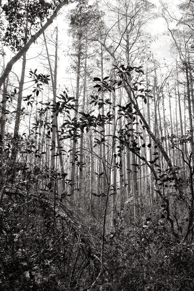 Once Upon A Forest